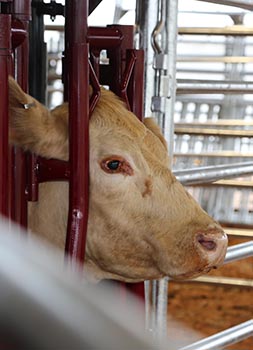 Bachelor of Science in Animal Science from SHSU