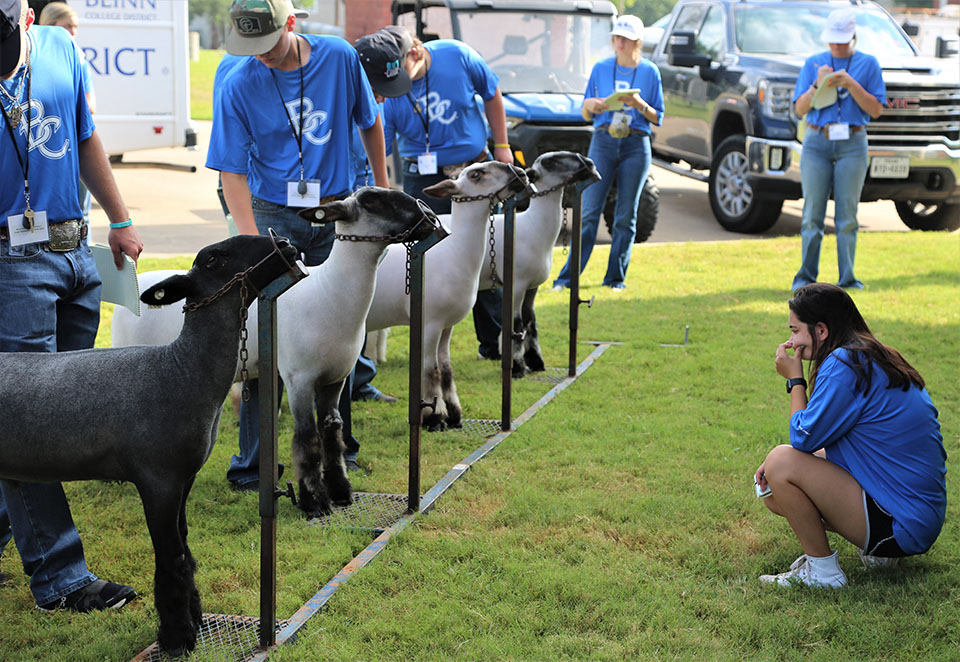 Blinn Livestock Judging Camp